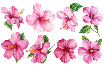 Pink floral elements watercolor, Hibiscus flowers set, isolated white background, summer illustration, tropical flower © Hanna