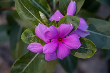Beautiful purple catharanthus roseus flowers with dark green leaves. Madagascar Periwinkle flower on a blurry background. Scenic purple flowers close up shot in a flower garden. Blossom in a garden.