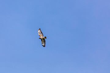 Birds of prey - Common buzzard flying, hawk bird