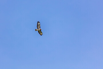 Birds of prey - Common buzzard flying, hawk bird