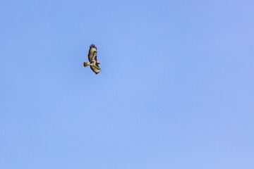 Fototapeta na wymiar Birds of prey - Common buzzard flying, hawk bird