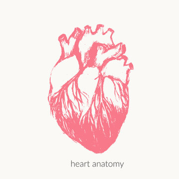 Hand drawn human heart anatomy illustration