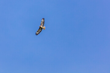 Birds of prey - Common buzzard flying, hawk bird