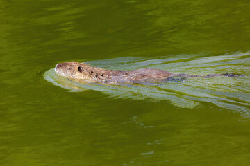 Wildlife Photos - coypu or nutria swimming