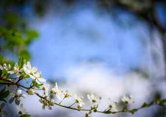 spring flowering cherry branches against the sky 18