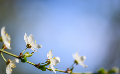 spring flowering cherry branches against the sky 16