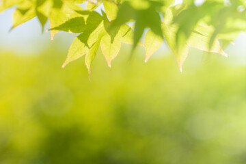 Green leaves as a green background for nature, ecology and clean wallpaper concept