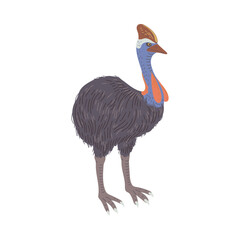 Cassowary Australian animal flat style, vector illustration