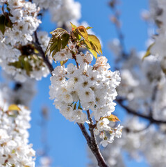 Cherry tree flower in spring time