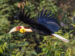 Exquisite Wings: Majestic Wreathed Hornbill Soaring - Discover the Most Sought-After Nature Image on Adobe Stocks