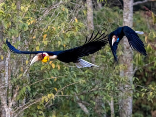 Mesmerizing Flight: Striking Wreathed Hornbill in Motion - Explore the Most Popular Wildlife Photo on Adobe Stock