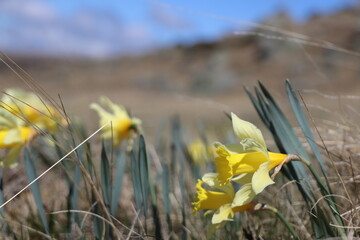 Narcissus pseudonarcissus : Le Narcisse jaune, Narcisse trompette ou Jonquille.  Sur le Puy de...