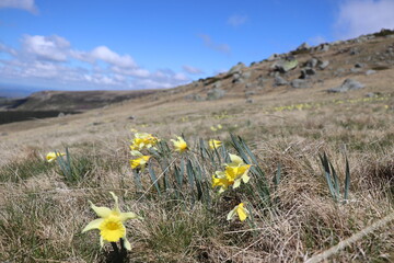 Narcissus pseudonarcissus : Le Narcisse jaune, Narcisse trompette ou Jonquille.  Sur le Puy de...