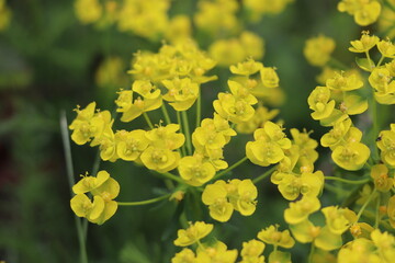Euphorbia cyparissias : Euphorbe petit-cyprès 