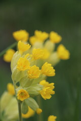 Primula veris : Primevère officinale 