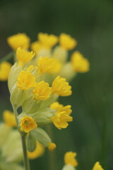 Fototapeta premium Primula veris : Primevère officinale 