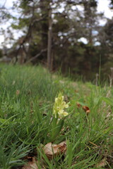 Dactylorhiza sambucina : Orchis sureau 