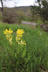 Primula veris : Primev&egrave;re officinale 