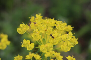 Fourmi noire dans une Euphorbia cyparissias : Euphorbe petit-cyprès 
