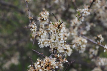 Prunus spinosa : Prunellier 