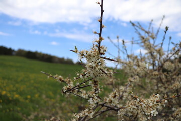 Prunus spinosa : Prunellier 