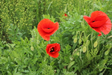 Coquelicot - Papaver rhoeas	
