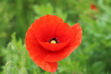Coquelicot - Papaver rhoeas	
