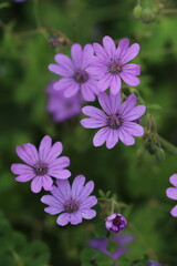 Fototapeta premium Macro Géranium des Pyrénées - Geranium pyrenaicum