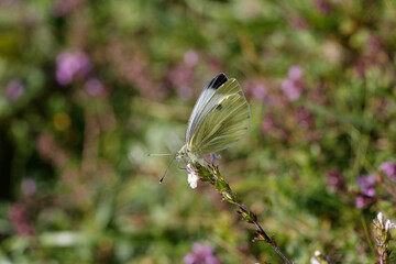 A Green-beined White nectaring on a white flower.
