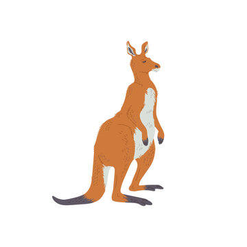 Australian kangaroo, hand drawn flat vector illustration isolated on white background.