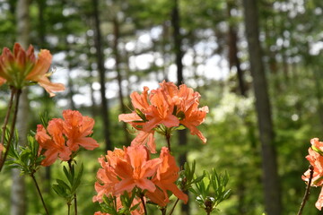 治部坂高原のれんげつつじ