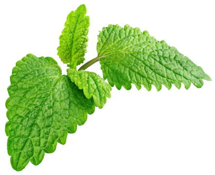 Fresh raw mint leaf or melissa leaves isolated on transparent background. Full depth of field.