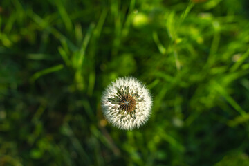 Dandelion vertical image graphic resources copy space 