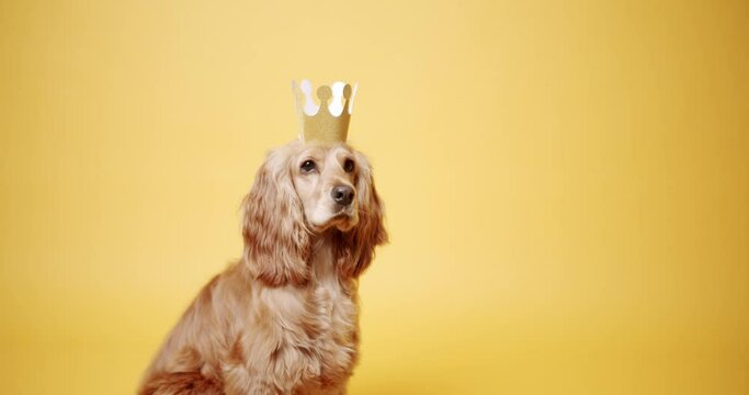 English cocker spaniel sits and poses beautifully with a gold crown on a yellow background. Dog's Birthday. The pet sits with its head up and looks at the camera. Dog Model and Funny in studio.