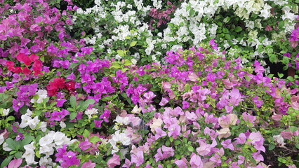 Obraz premium field of flowers