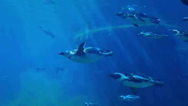 Underwater shooting of swimming penguins in the water