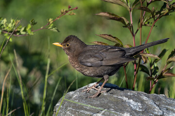 Close up of european blackbird female sitting on a rock with vevetation in the background