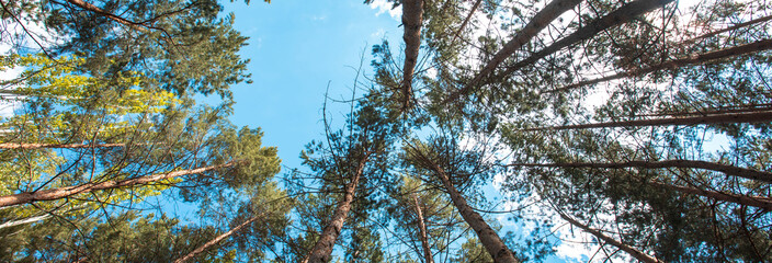 View of the coniferous forest from below