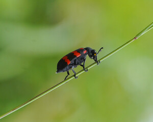 bug on a leaf
