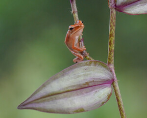 Frog on a leaf