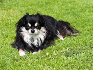 Long-haired Chihuahua dog lying on grass.