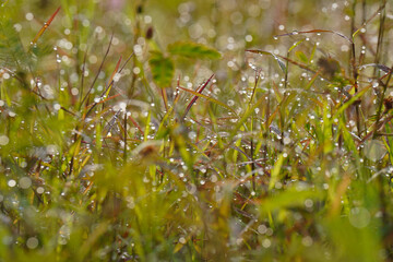 grass with dew