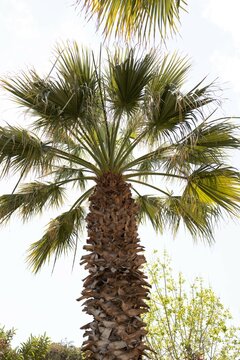 palm trees