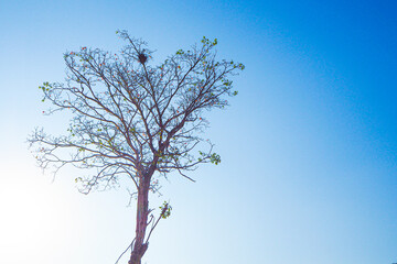 dried tree branches against blue autumn sky