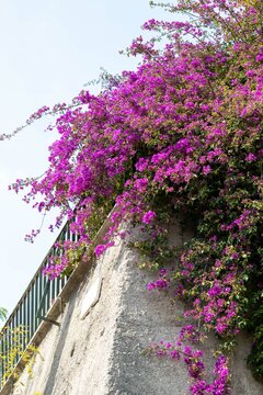 pink purple florals