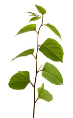 Fototapeta premium Fresh Asian knotweed branch