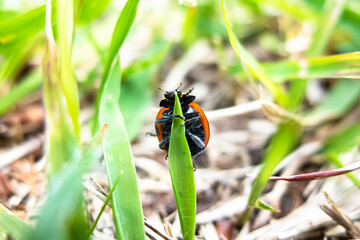 草に登ったり下ったりする、ひょうきんなナナホシテントウ