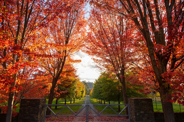 Beautiful scenery of red maples trees on at a closed gate entrance to a dirt path driveway. Concept...