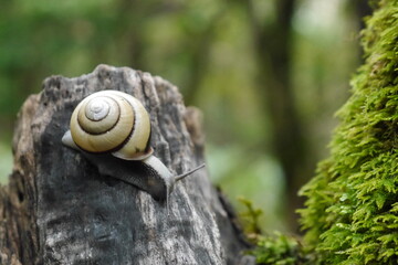 a snail on the wood