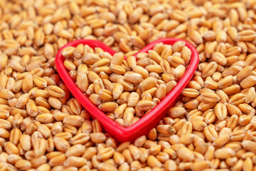 Raw wheat seeds in a red heart shape